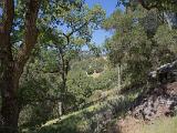 Sunol 003  Indian Joe Trail